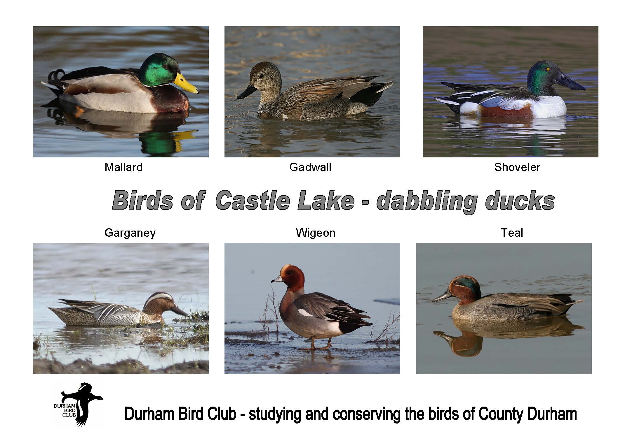 Birds at Castle Lake, Bishop Middleham