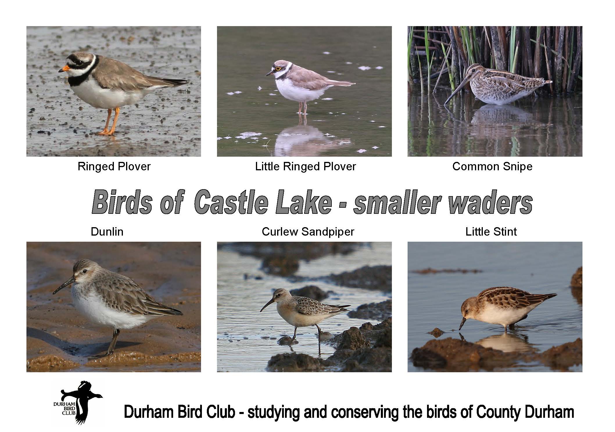 Birds at Castle Lake, Bishop Middleham