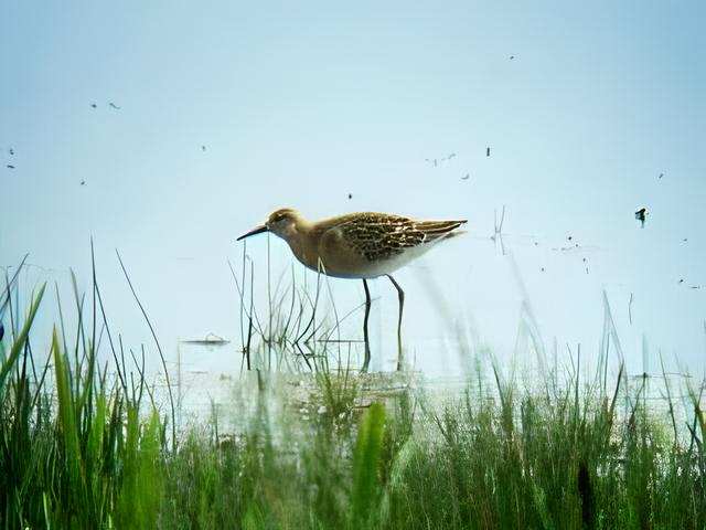 ruff-